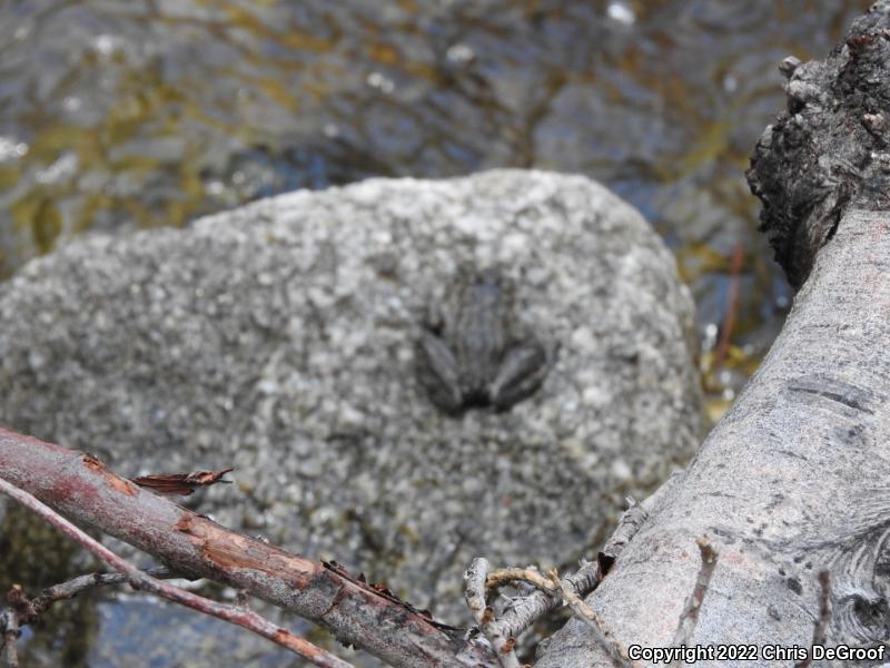 Southern Mountain Yellow-legged Frog (Rana muscosa)