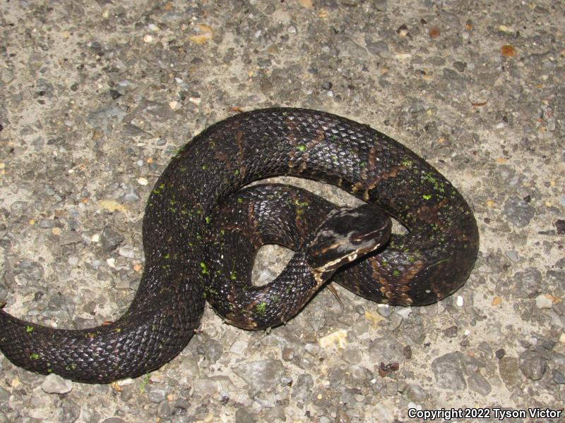 Western Cottonmouth (Agkistrodon piscivorus leucostoma)