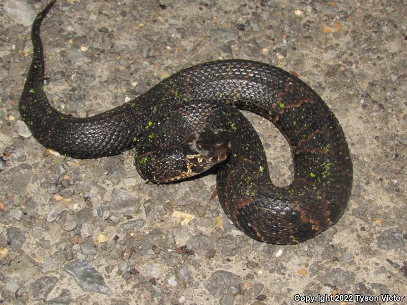 Western Cottonmouth (Agkistrodon piscivorus leucostoma)