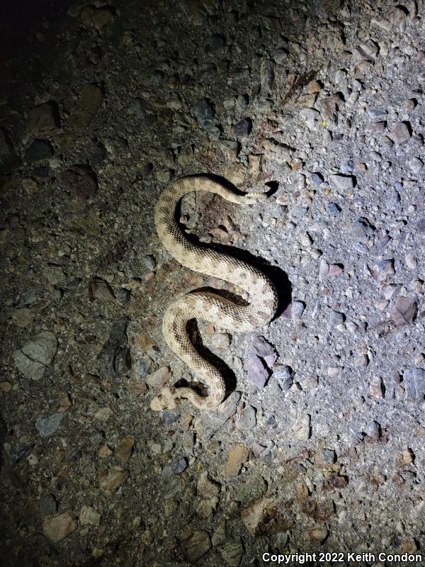 Mojave Desert Sidewinder (Crotalus cerastes cerastes)