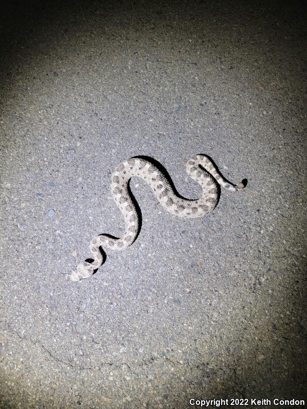 Mojave Desert Sidewinder (Crotalus cerastes cerastes)