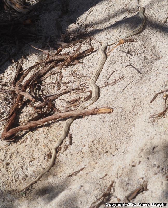 Desert Patch-nosed Snake (Salvadora hexalepis hexalepis)