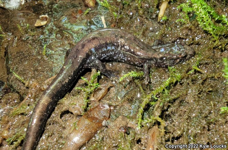 Allegheny Mountain Dusky Salamander (Desmognathus ochrophaeus)