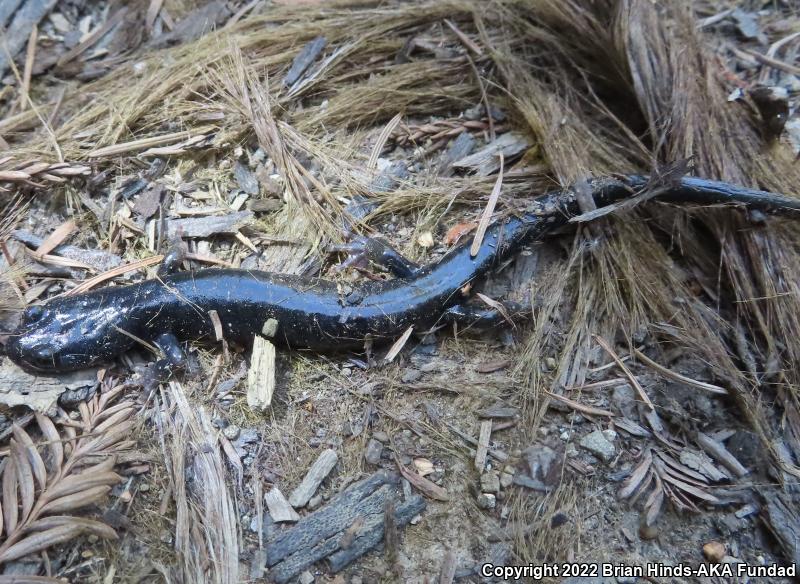 Speckled Black Salamander (Aneides flavipunctatus flavipunctatus)