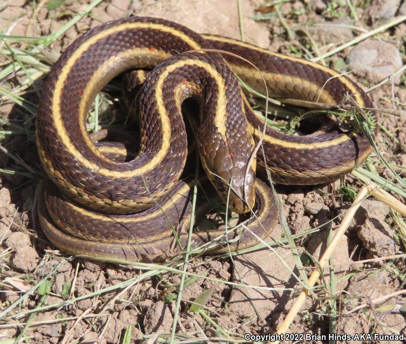 Coast Gartersnake (Thamnophis elegans terrestris)