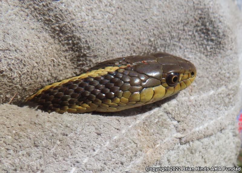 Coast Gartersnake (Thamnophis elegans terrestris)