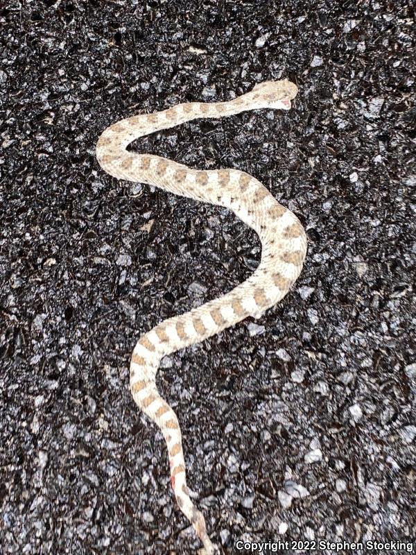 Mojave Desert Sidewinder (Crotalus cerastes cerastes)