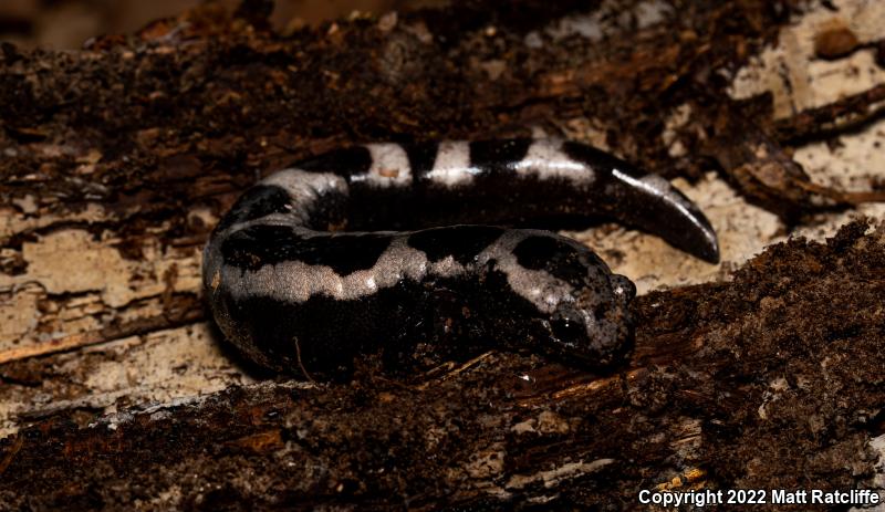 Marbled Salamander (Ambystoma opacum)