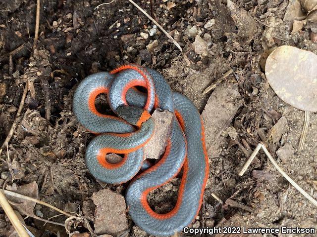 Coral-bellied Ring-necked Snake (Diadophis punctatus pulchellus)