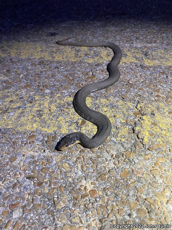 Yellow-bellied Watersnake (Nerodia erythrogaster flavigaster)