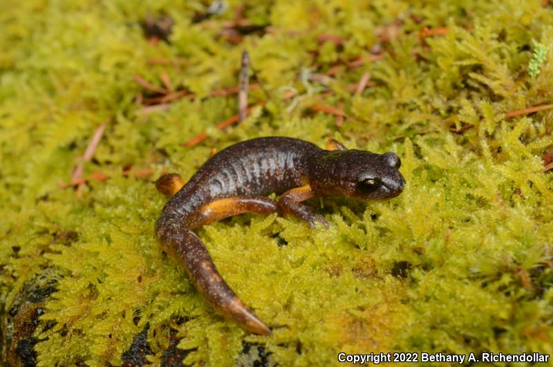 Painted Ensatina (Ensatina eschscholtzii picta)