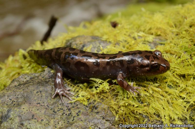 Coastal Giant Salamander (Dicamptodon tenebrosus)