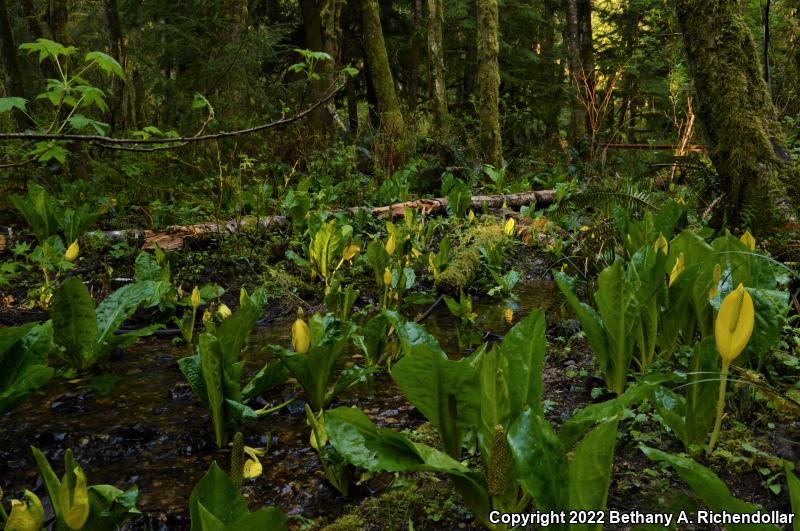 Coastal Giant Salamander (Dicamptodon tenebrosus)