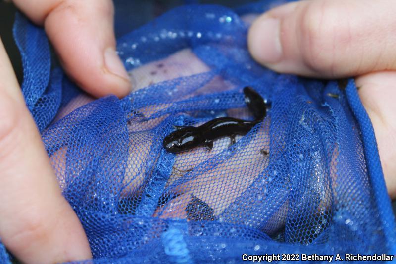 Coastal Giant Salamander (Dicamptodon tenebrosus)