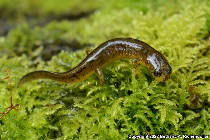 Columbia Torrent Salamander (Rhyacotriton kezeri)