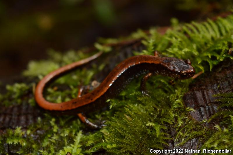 Western Red-backed Salamander (Plethodon vehiculum)