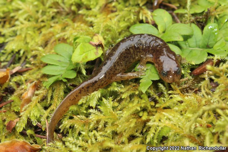 Cascade Torrent Salamander (Rhyacotriton cascadae)