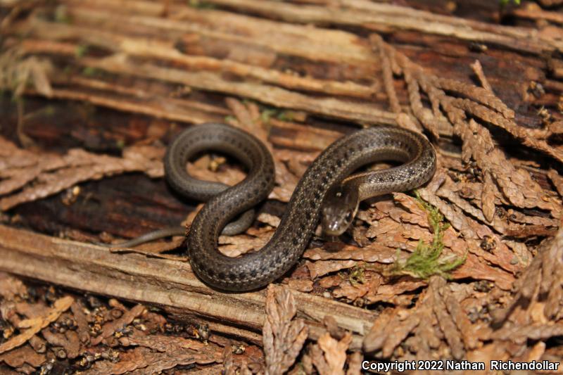 Northwestern Gartersnake (Thamnophis ordinoides)