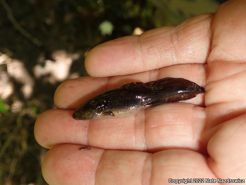 Spotted Salamander (Ambystoma maculatum)