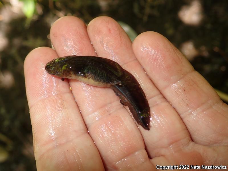 Spotted Salamander (Ambystoma maculatum)