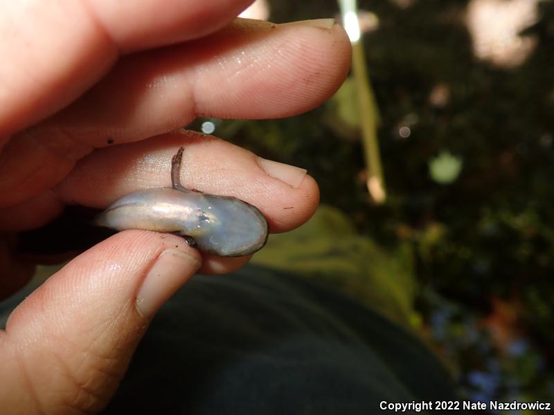 Spotted Salamander (Ambystoma maculatum)