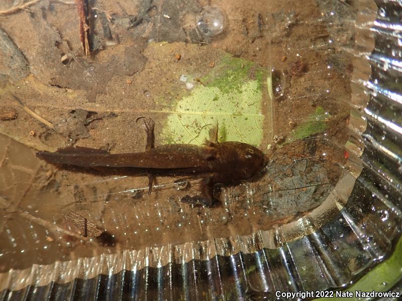 Spotted Salamander (Ambystoma maculatum)