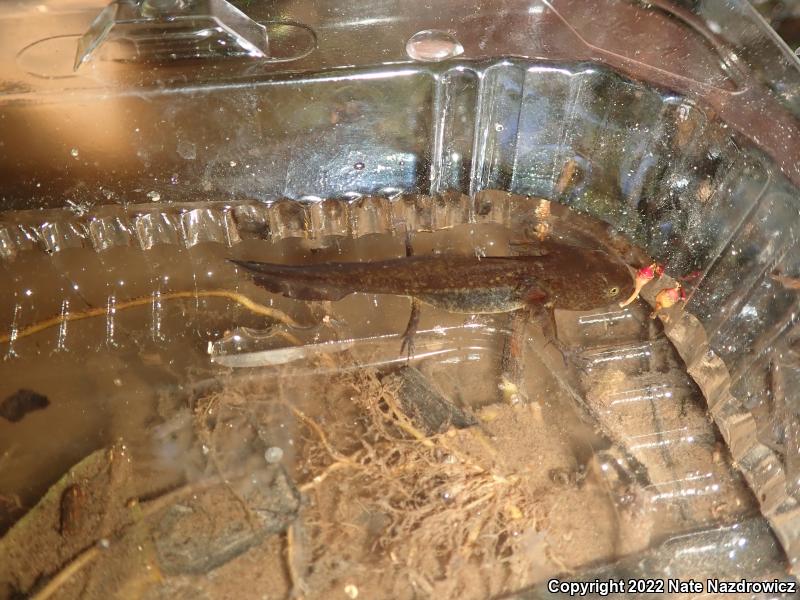 Spotted Salamander (Ambystoma maculatum)