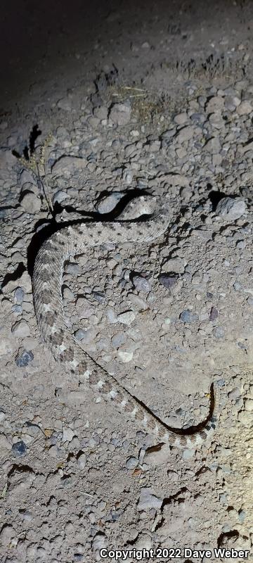 Sonoran Sidewinder (Crotalus cerastes cercobombus)
