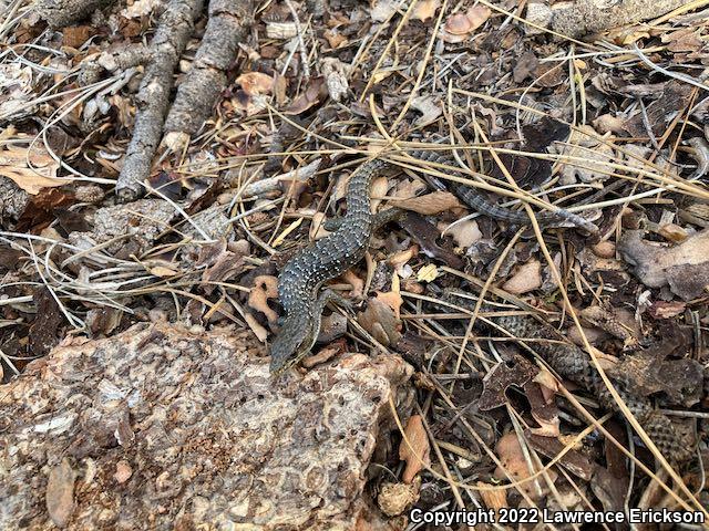 Sierra Alligator Lizard (Elgaria coerulea palmeri)