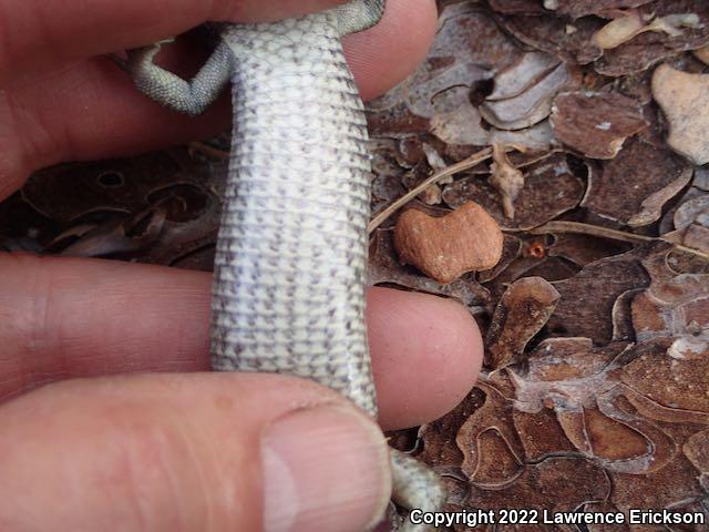 Sierra Alligator Lizard (Elgaria coerulea palmeri)