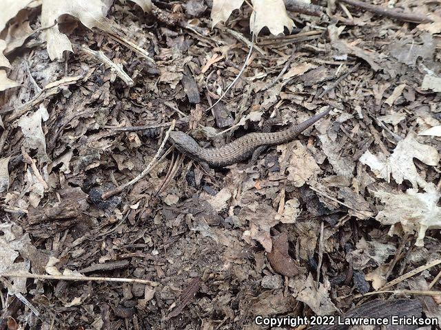 Sierra Alligator Lizard (Elgaria coerulea palmeri)