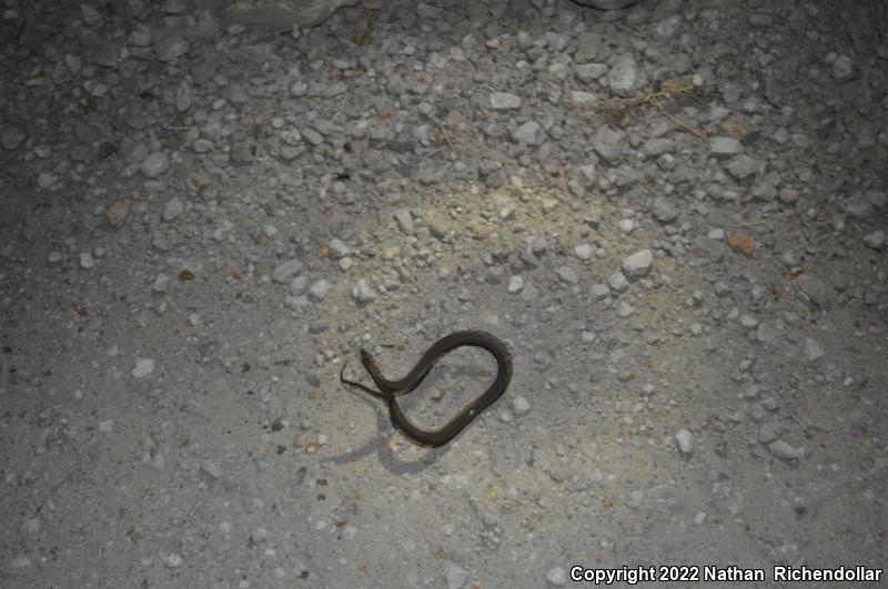 Graham's Crayfish Snake (Regina grahamii)