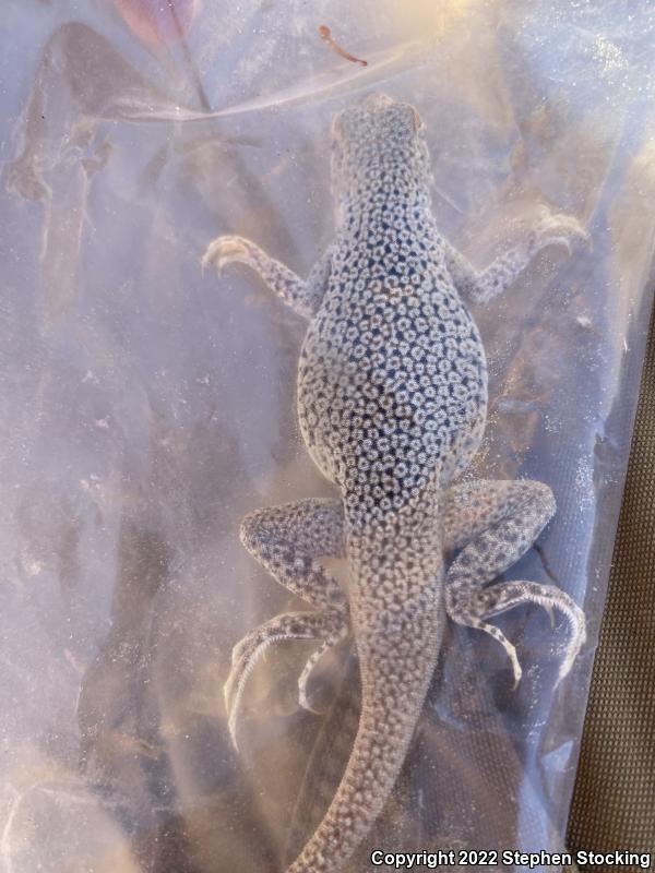 Mojave Fringe-toed Lizard (Uma scoparia)