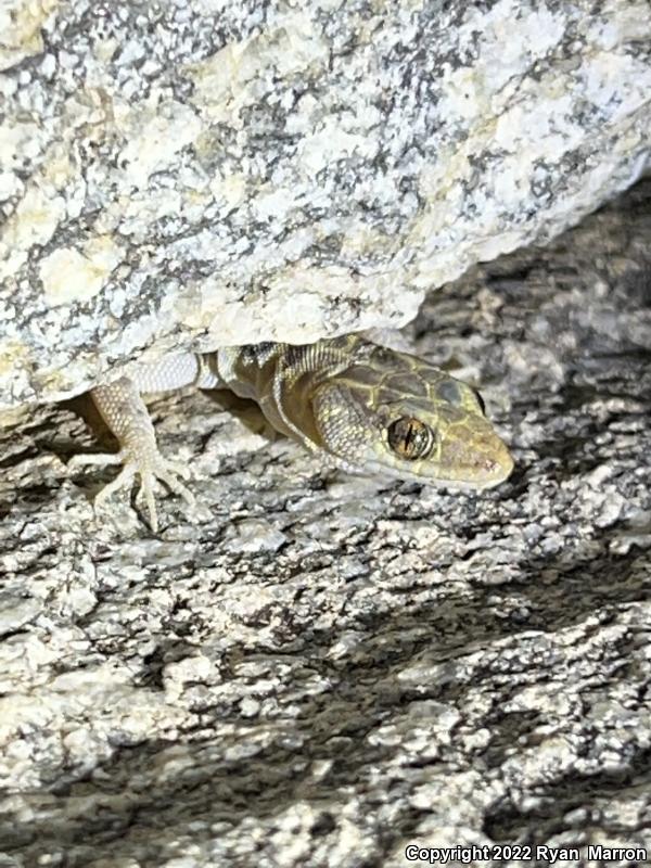 Granite Night Lizard (Xantusia henshawi)