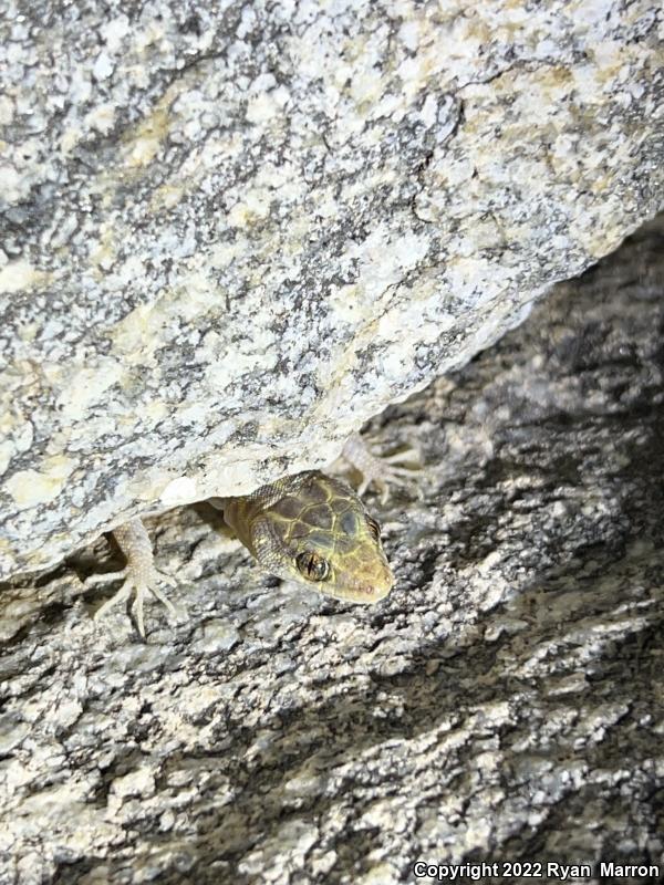 Granite Night Lizard (Xantusia henshawi)