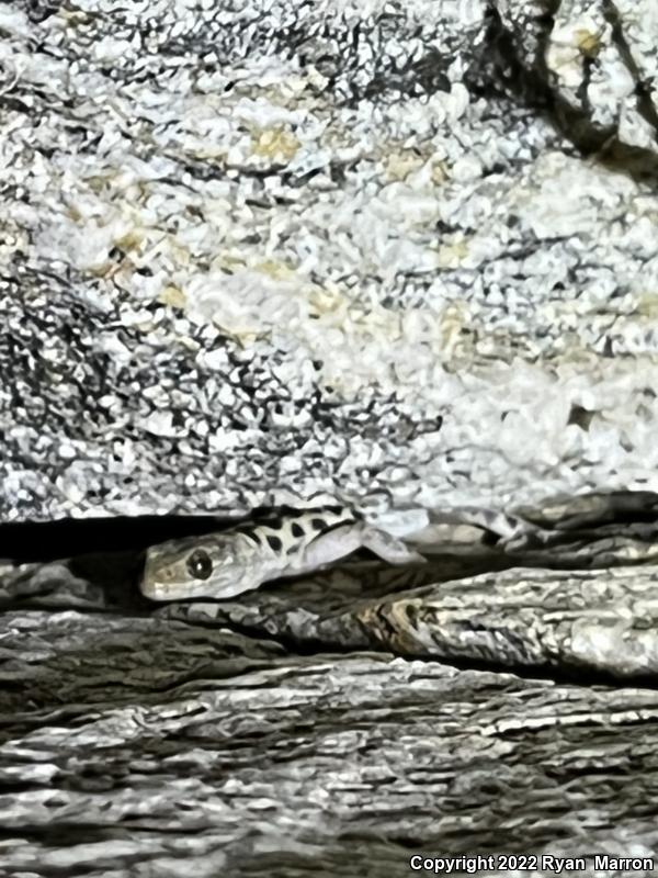 Granite Night Lizard (Xantusia henshawi)