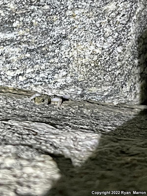 Granite Night Lizard (Xantusia henshawi)