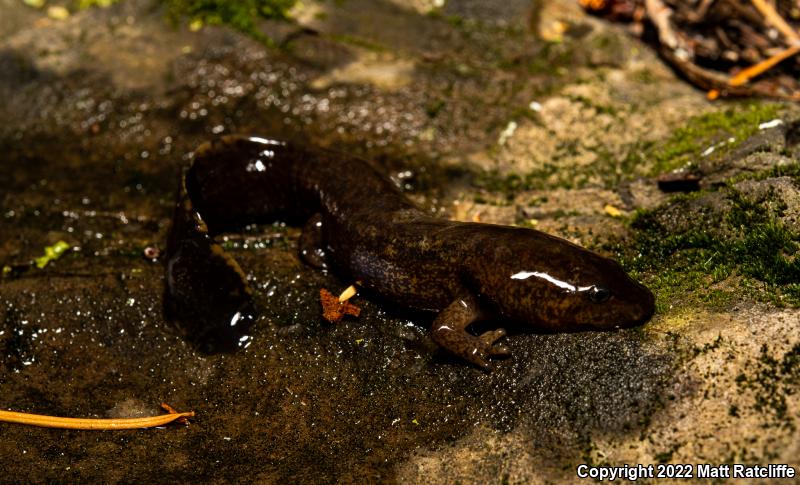 Coastal Giant Salamander (Dicamptodon tenebrosus)