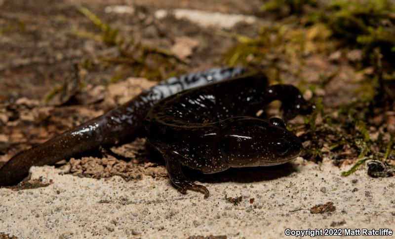 Western Long-toed Salamander (Ambystoma macrodactylum macrodactylum)
