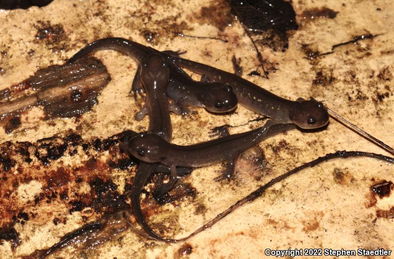 Spotted Salamander (Ambystoma maculatum)