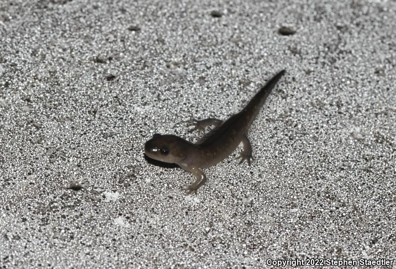 Spotted Salamander (Ambystoma maculatum)