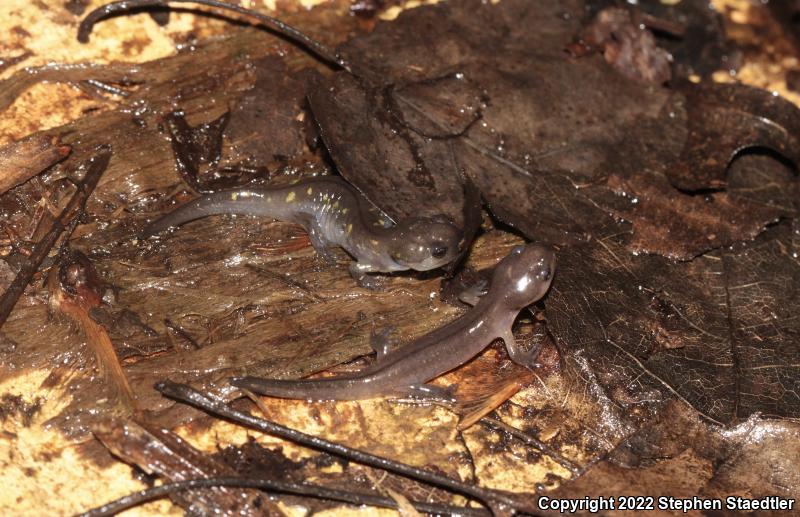 Spotted Salamander (Ambystoma maculatum)