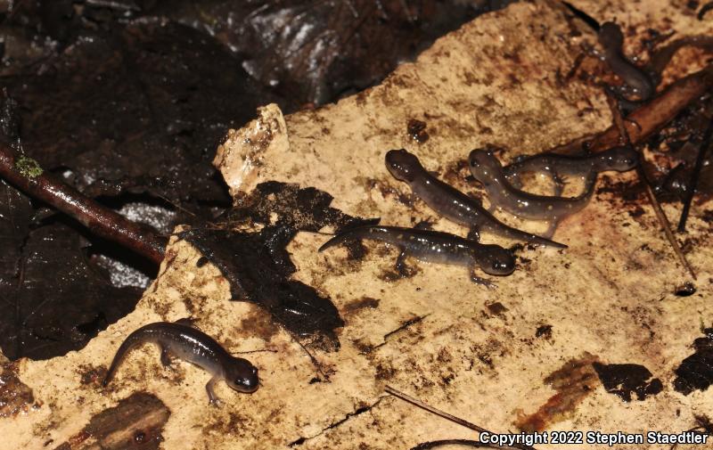 Spotted Salamander (Ambystoma maculatum)