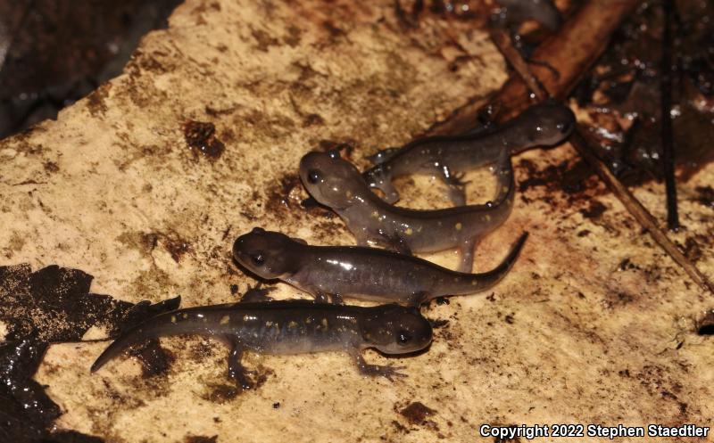 Spotted Salamander (Ambystoma maculatum)