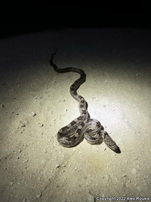 Gray Ratsnake (Pantherophis obsoletus spiloides)