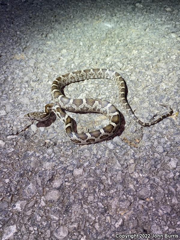 Gray Ratsnake (Pantherophis obsoletus spiloides)