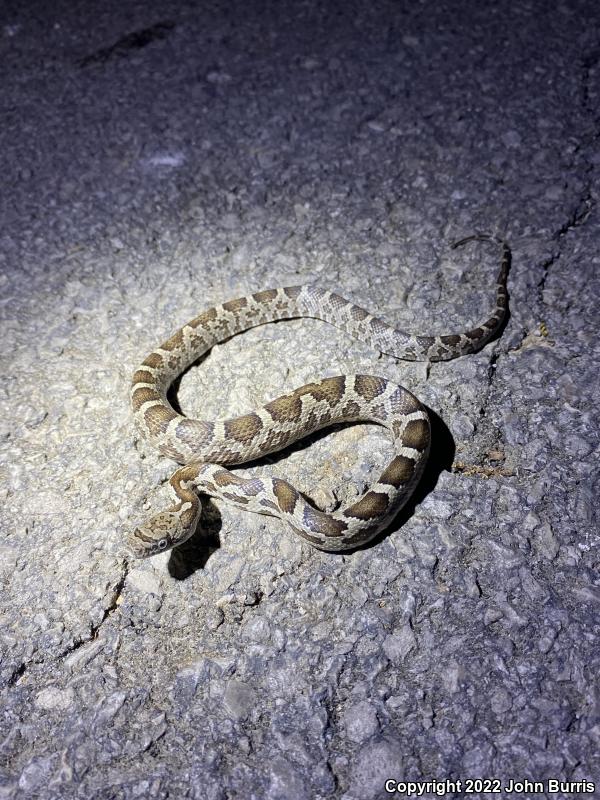 Gray Ratsnake (Pantherophis obsoletus spiloides)