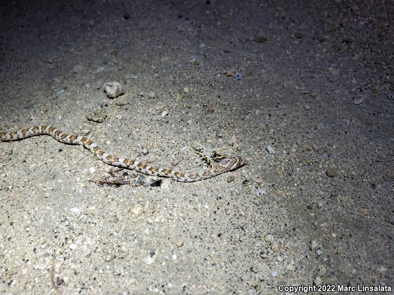 Baja California Lyresnake (Trimorphodon biscutatus lyrophanes)