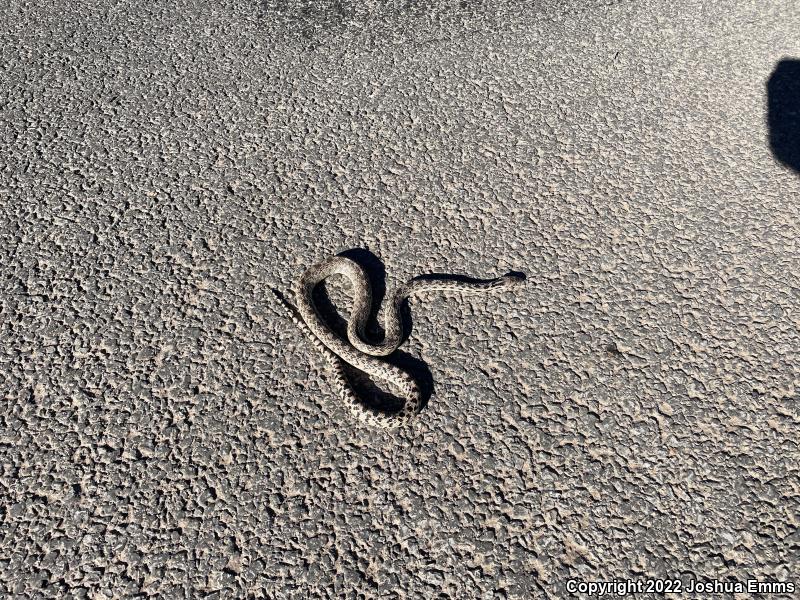 Great Basin Gopher Snake (Pituophis catenifer deserticola)