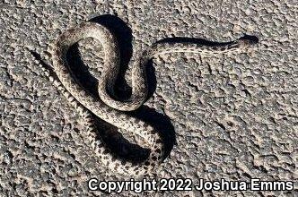 Great Basin Gopher Snake (Pituophis catenifer deserticola)